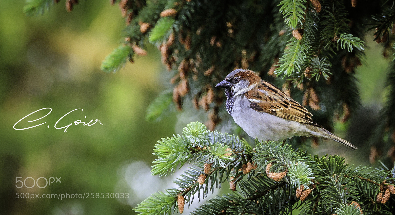 Canon EOS 77D (EOS 9000D / EOS 770D) sample photo. Sparrow on a tree photography