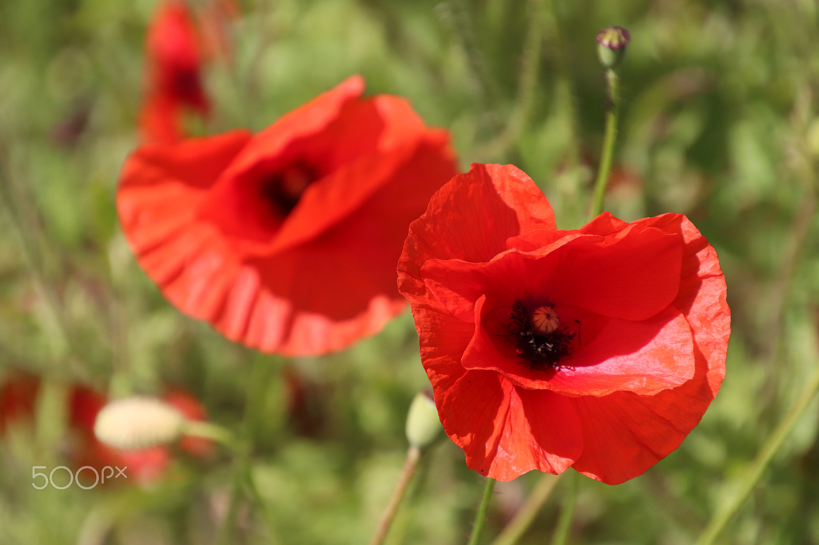 Canon EOS 77D (EOS 9000D / EOS 770D) sample photo. Red flowers. photography