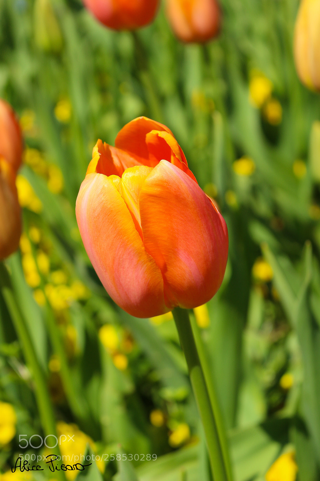 Canon EOS 100D (EOS Rebel SL1 / EOS Kiss X7) sample photo. Orange tulip photography