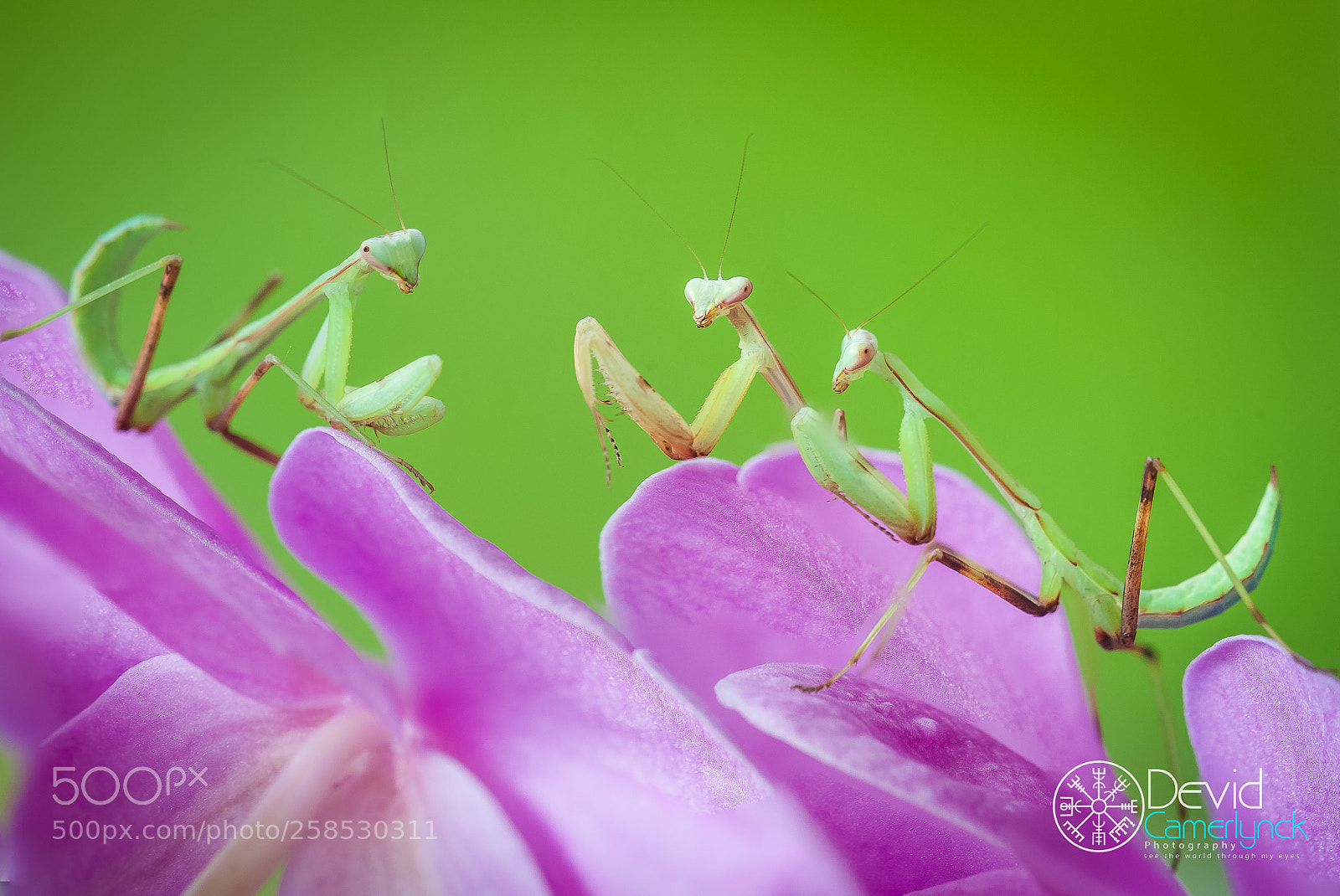 Nikon D700 sample photo. Three of a kind photography