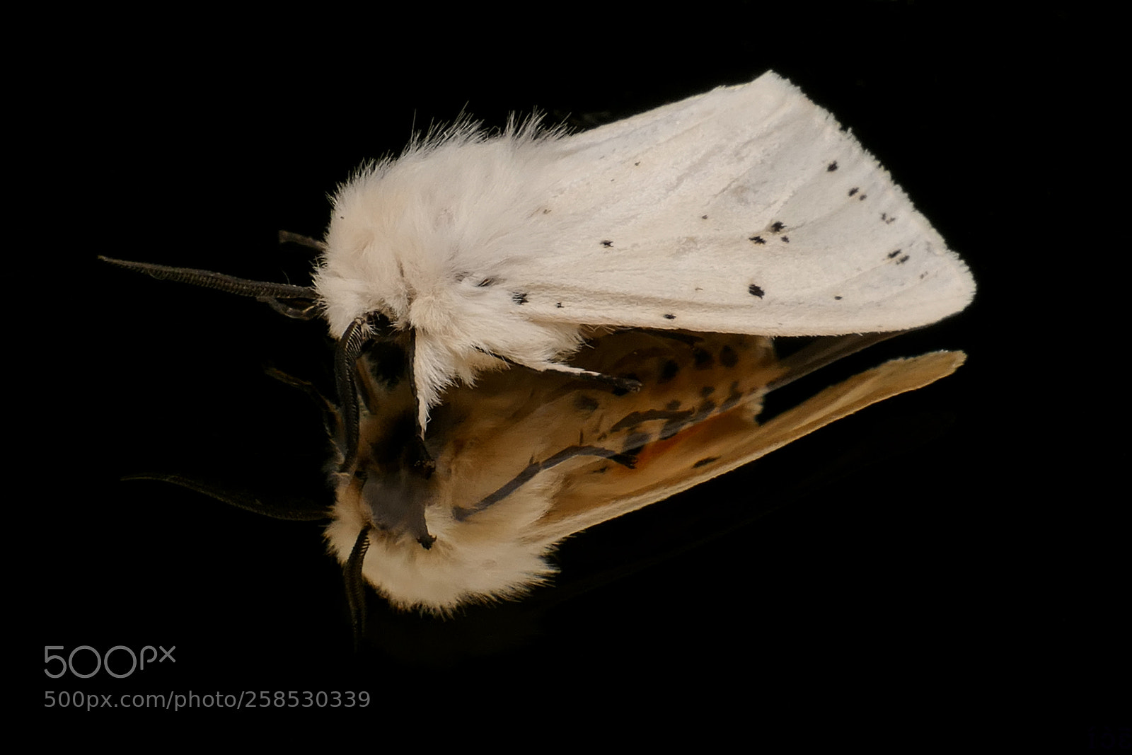 Panasonic Lumix DMC-FZ1000 sample photo. Spilosoma lubricipeda photography