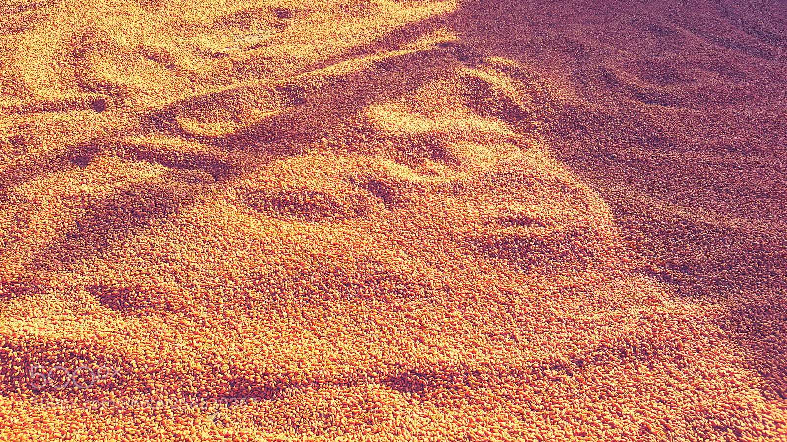 Samsung GALAXY S6 edge sample photo. Wheat desert photography