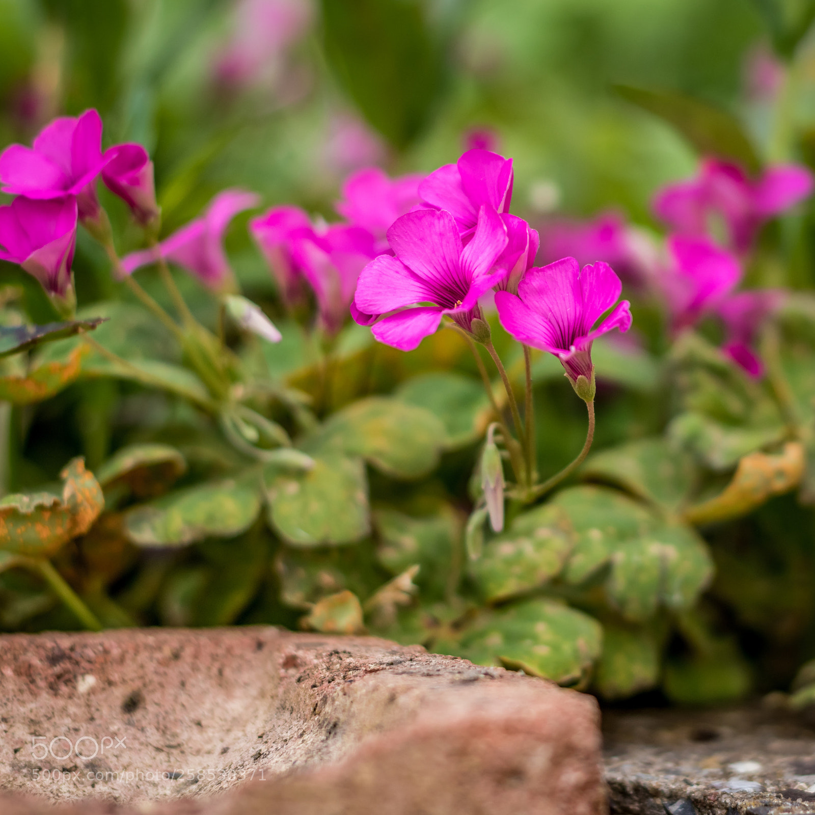 Canon EOS 80D sample photo. Pretty in pink photography