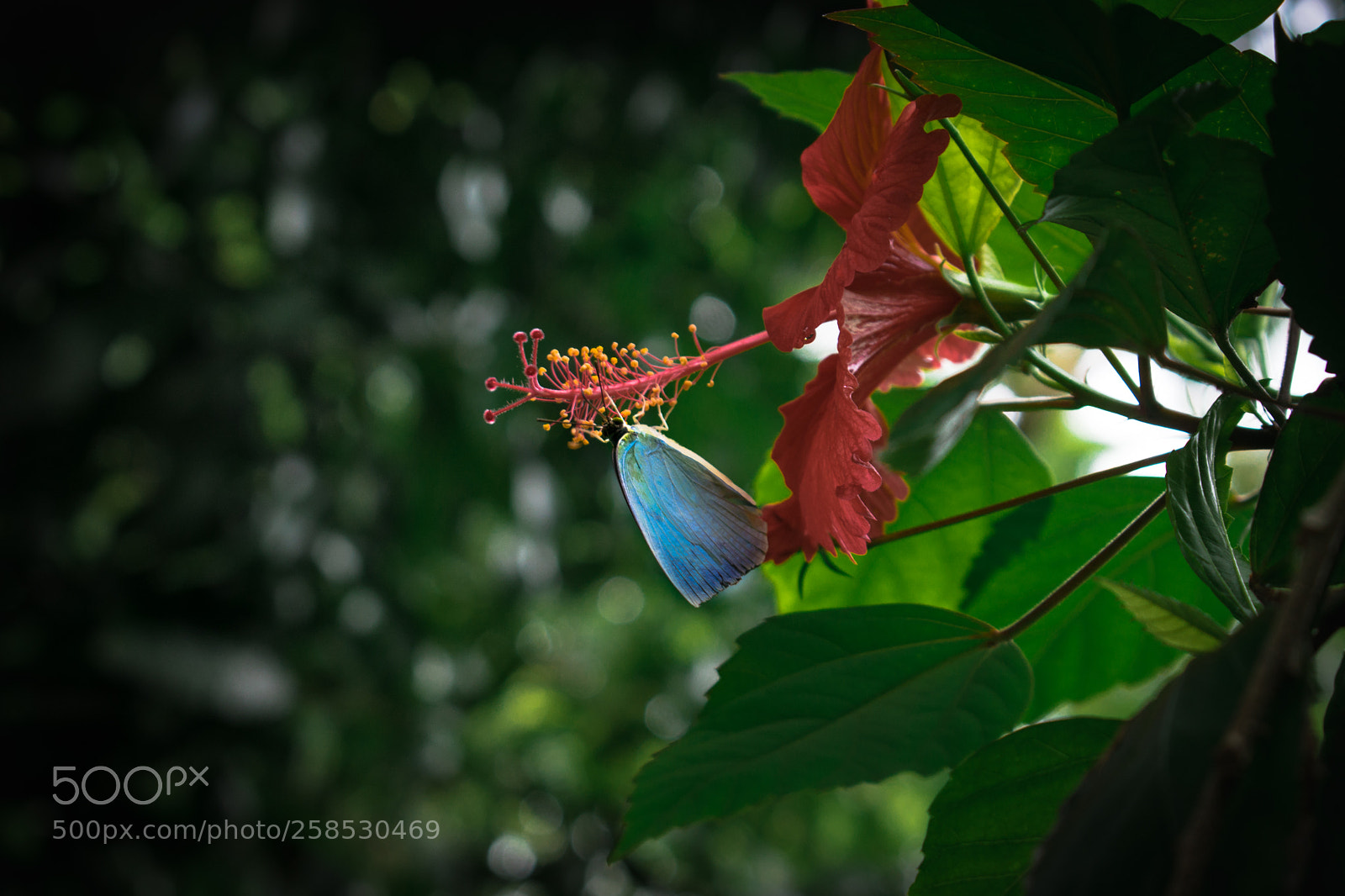 Nikon D3300 sample photo. Butterfly love...... photography