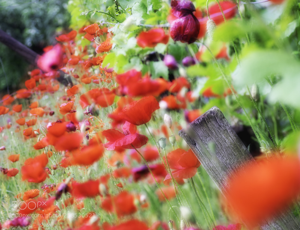 Fujifilm X-T1 sample photo. Mohn am weinberg photography