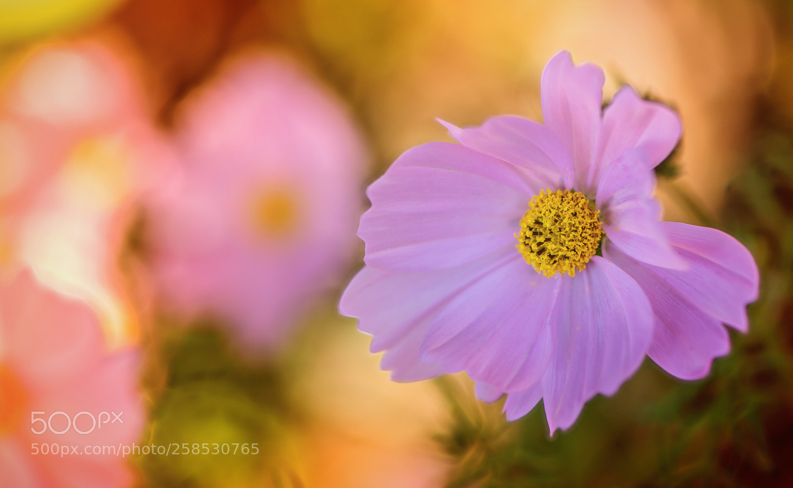 Nikon D850 sample photo. Pink world of spring photography