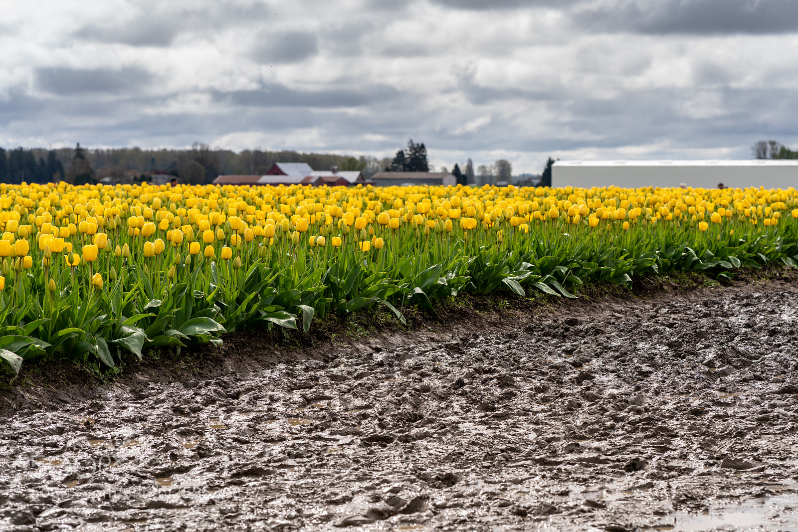 Sony a7R III sample photo. Soil & tulips photography