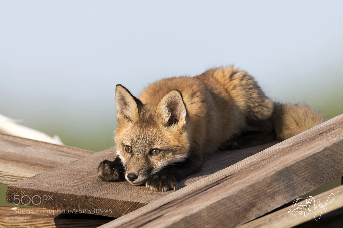 Canon EOS-1D X Mark II sample photo. Red fox photography