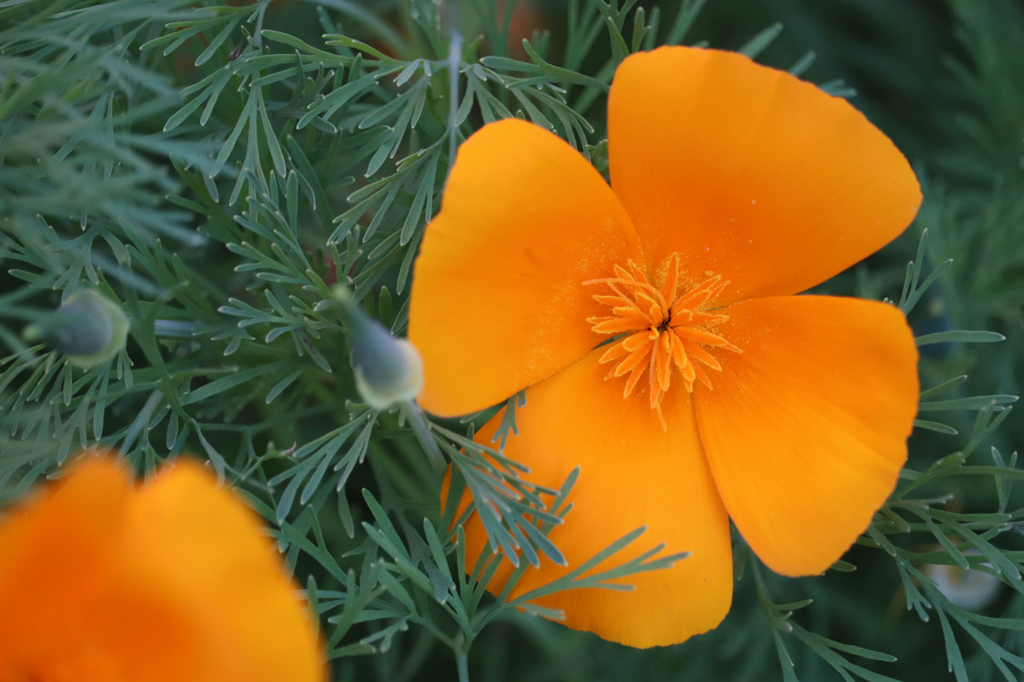 Canon EF-S 55-250mm F4-5.6 IS STM sample photo. California poppy photography