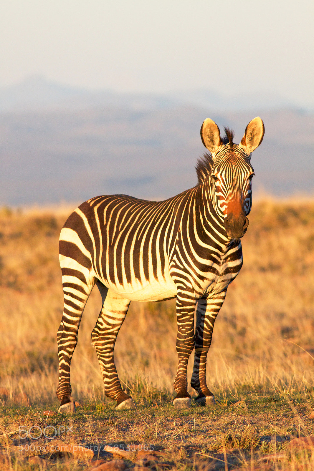Canon EOS 50D sample photo. Mountain zebra photography