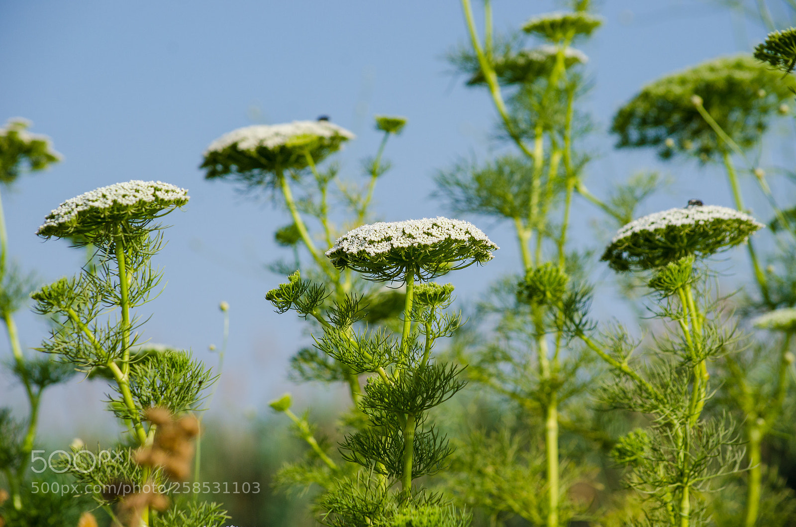 Nikon D7000 sample photo. Flying saucers photography