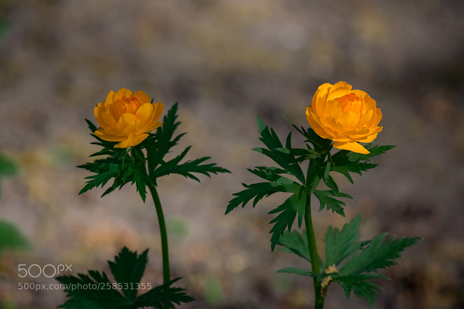 Nikon D3300 sample photo. Купальница photography