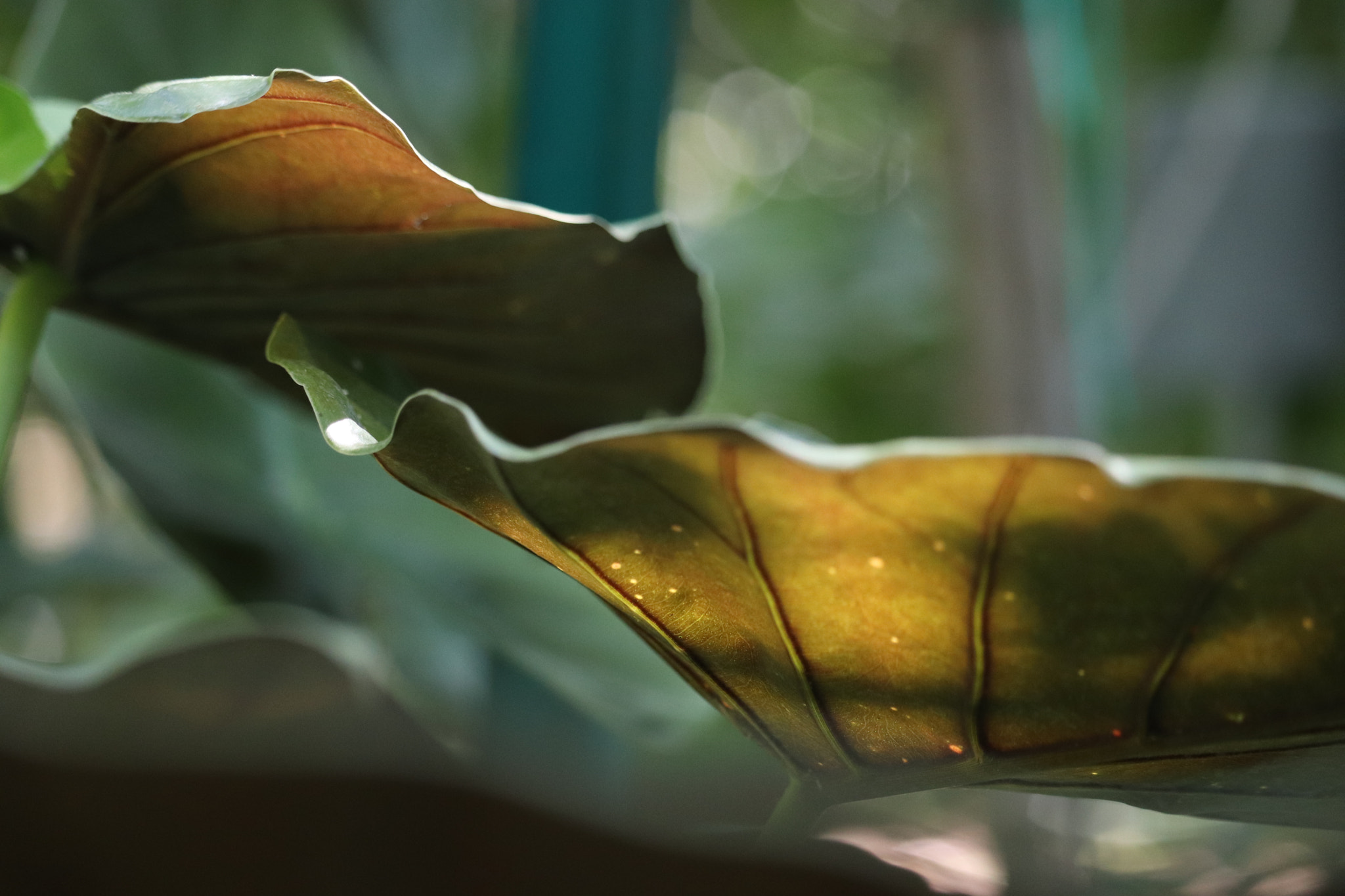 Canon EF-S 55-250mm F4-5.6 IS STM sample photo. Pond abstract photography