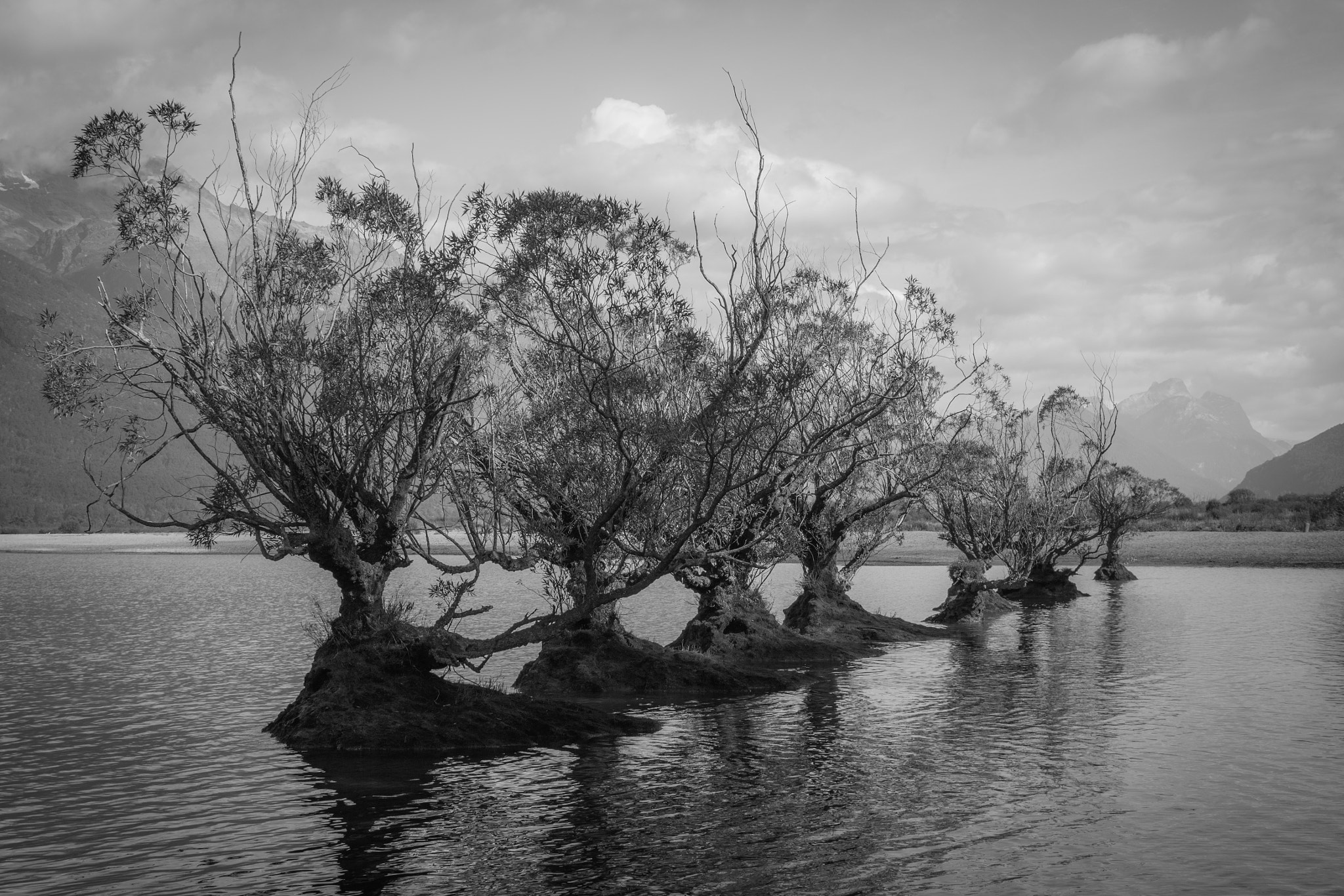 Canon EOS 600D (Rebel EOS T3i / EOS Kiss X5) sample photo. Trees in the lake photography