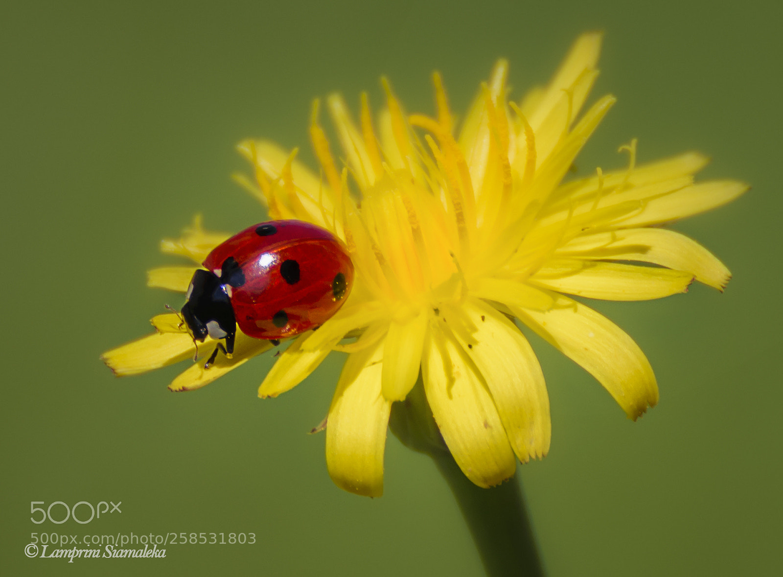 Nikon D3300 sample photo. -lady in red- photography