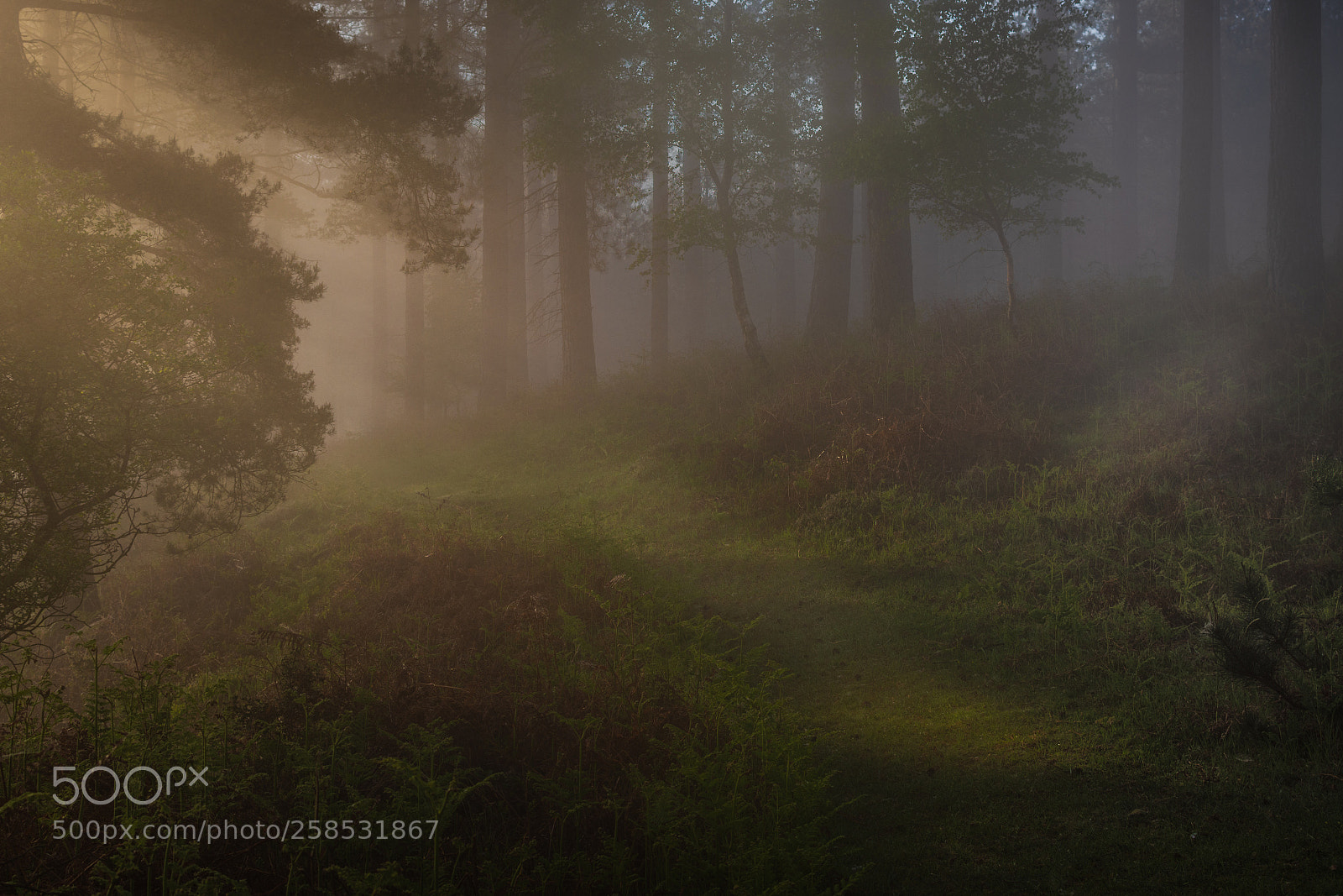 Nikon D7200 sample photo. Light in the mist photography