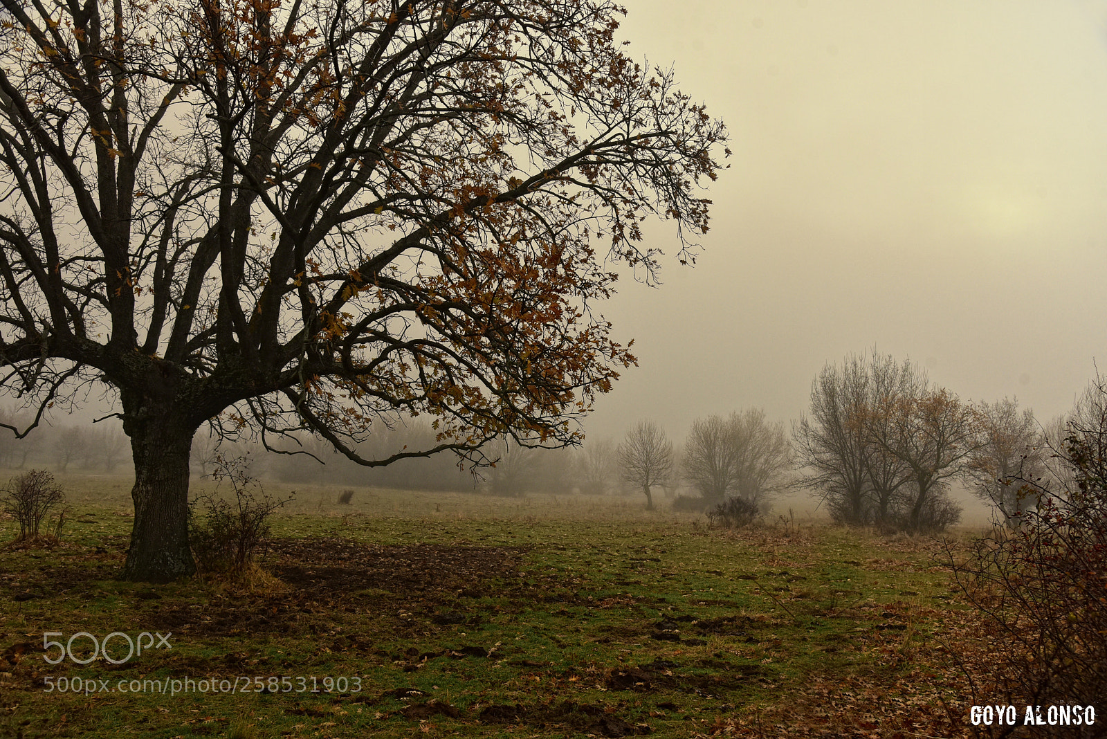Nikon D750 sample photo. Fog photography