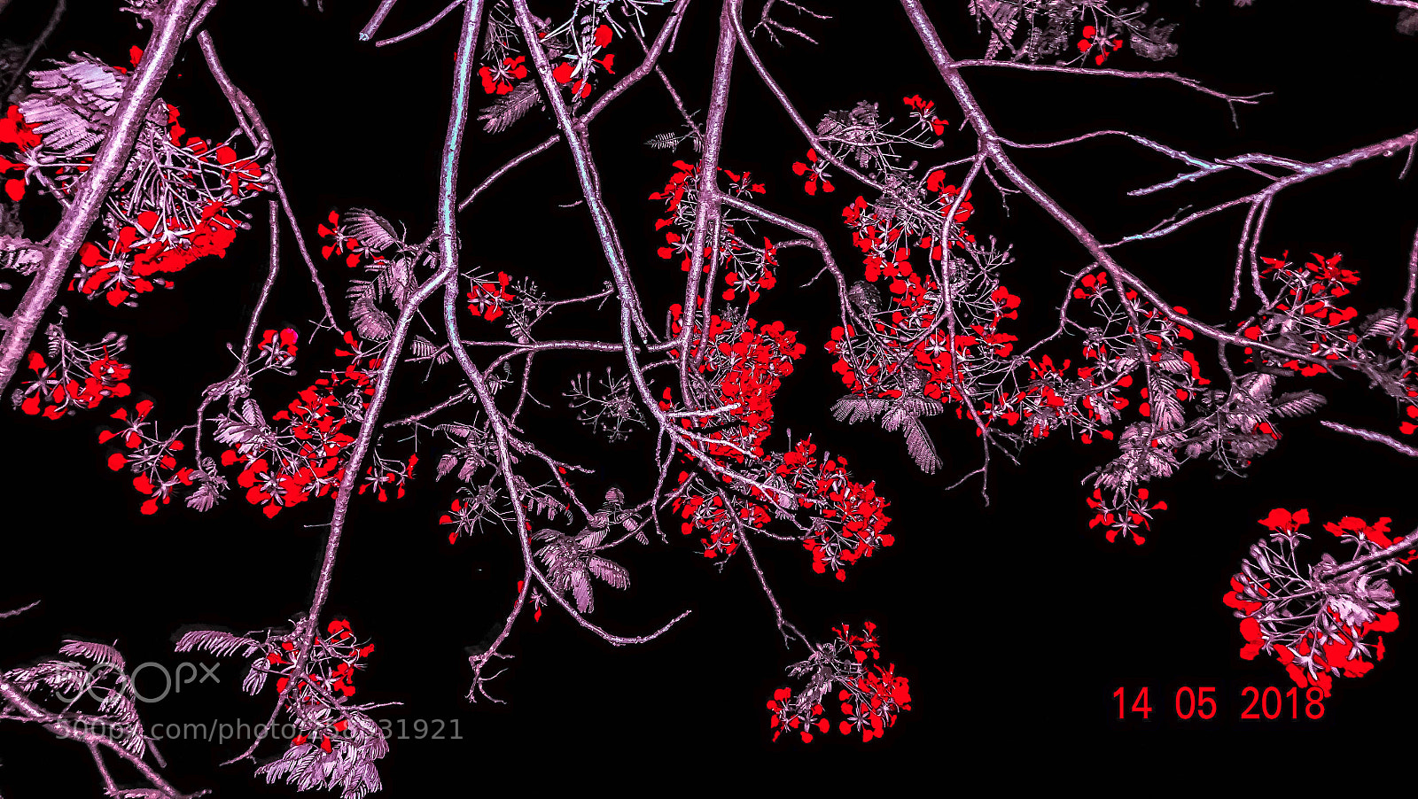 Sony Cyber-shot DSC-HX400V sample photo. All about red photography