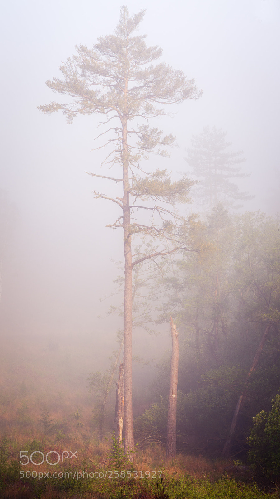 Nikon D7200 sample photo. Standing tall photography