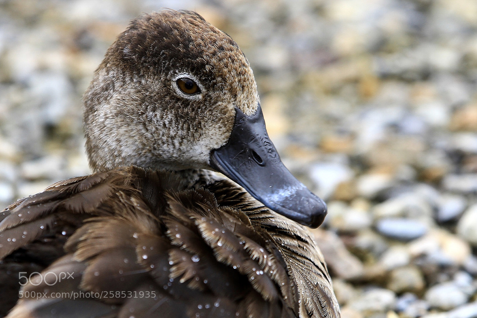 Canon EOS 7D sample photo. Untitled photography