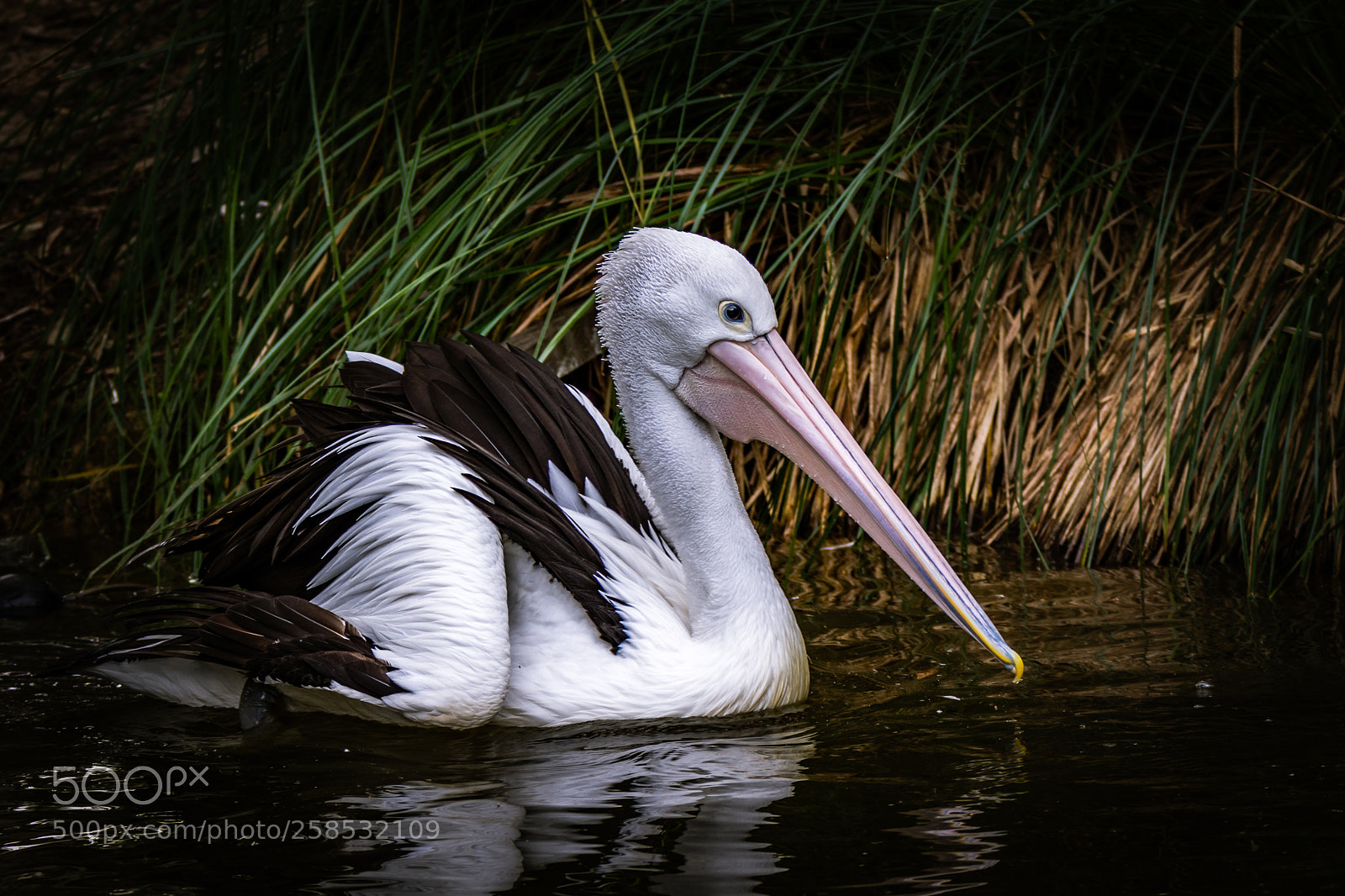 Nikon D7200 sample photo. Australian pelican photography