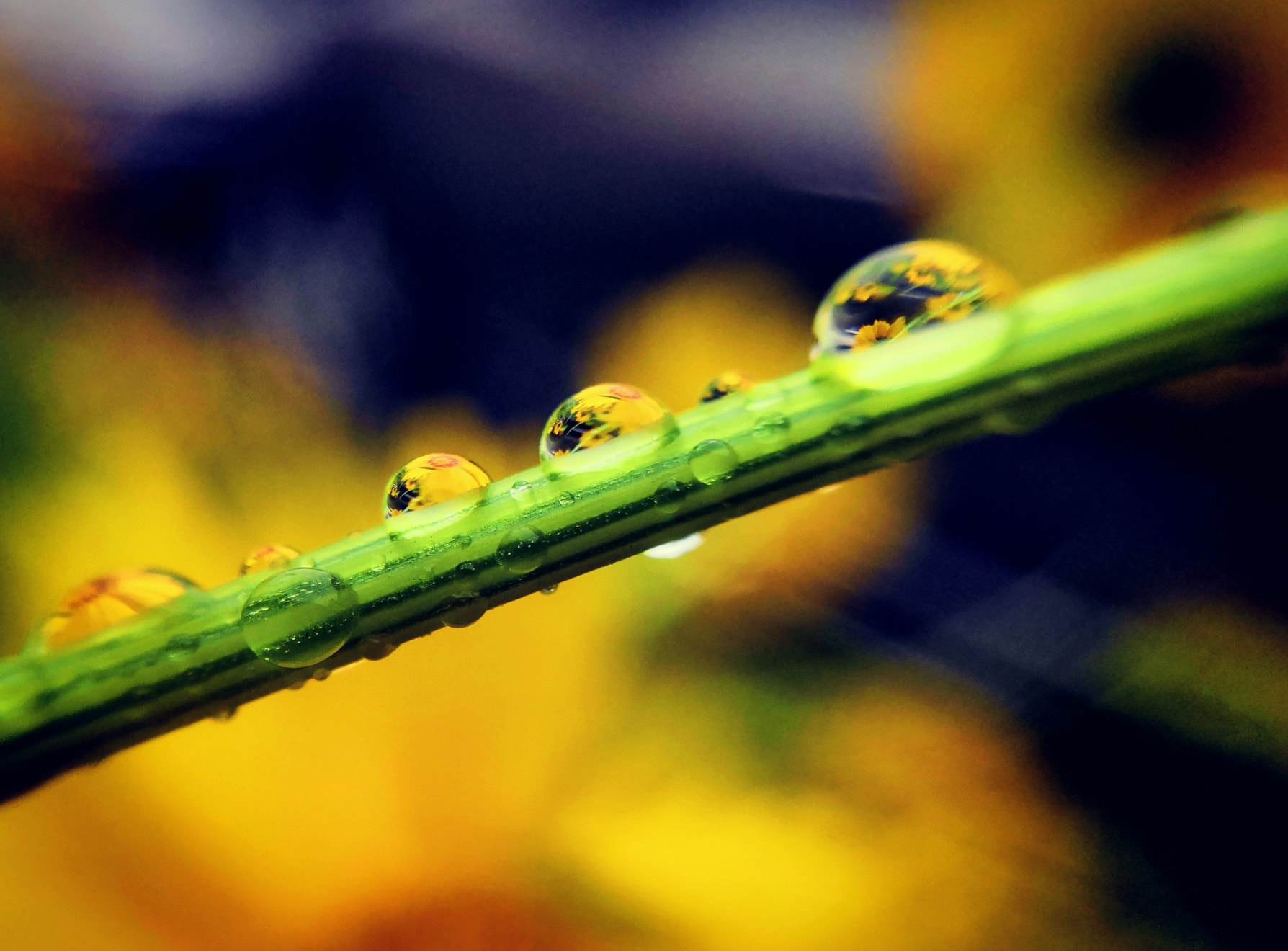 HUAWEI Honor 10 sample photo. Waterdrop photography