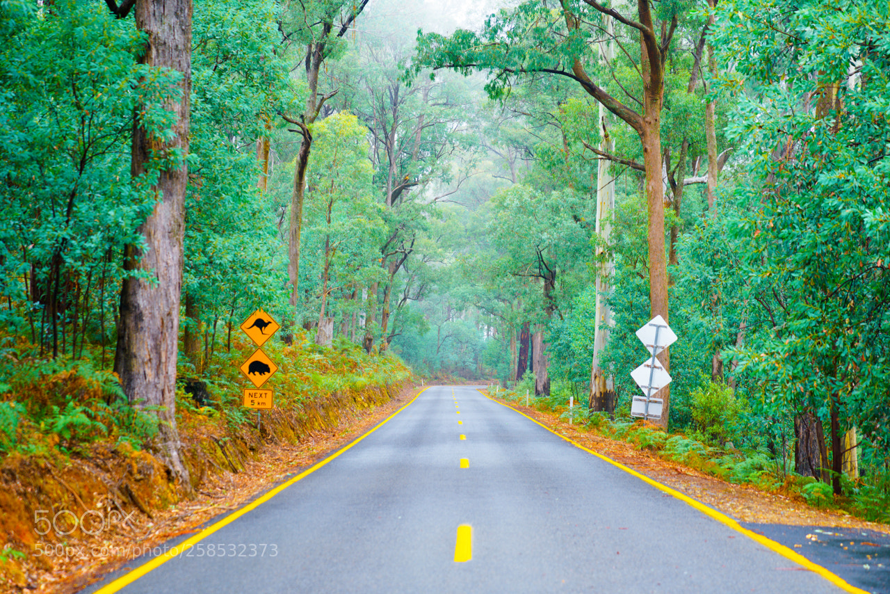 Sony a7R II sample photo. Dsc photography