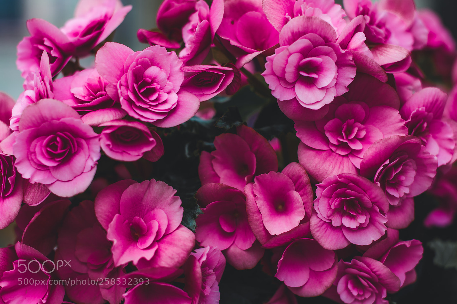 Nikon D7200 sample photo. Pink photography