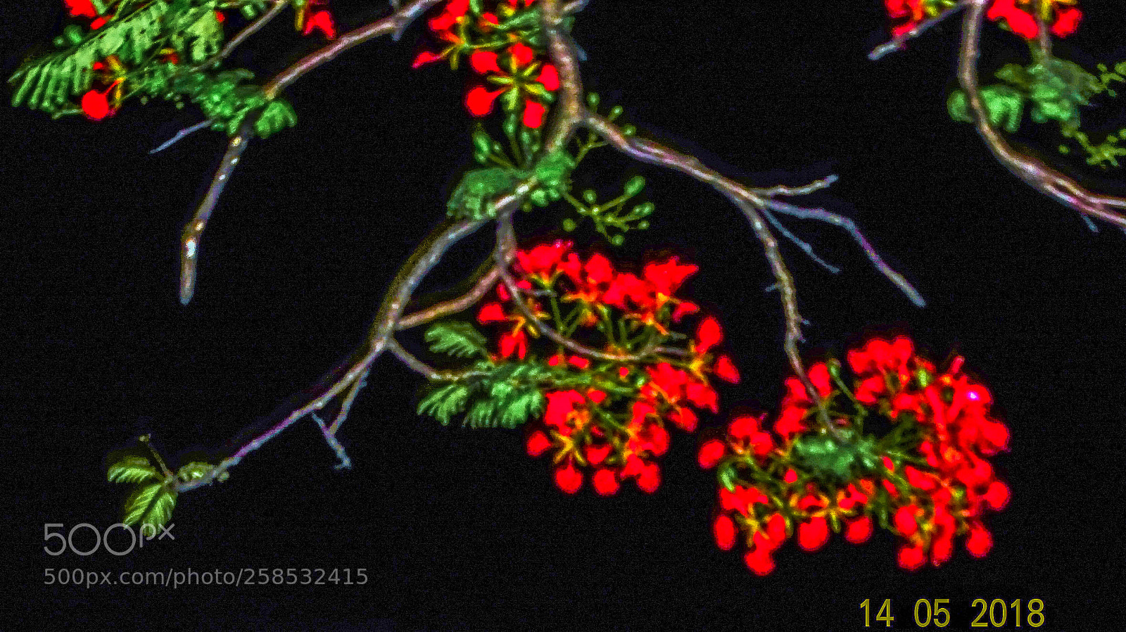 Sony Cyber-shot DSC-HX400V sample photo. Red bloom photography