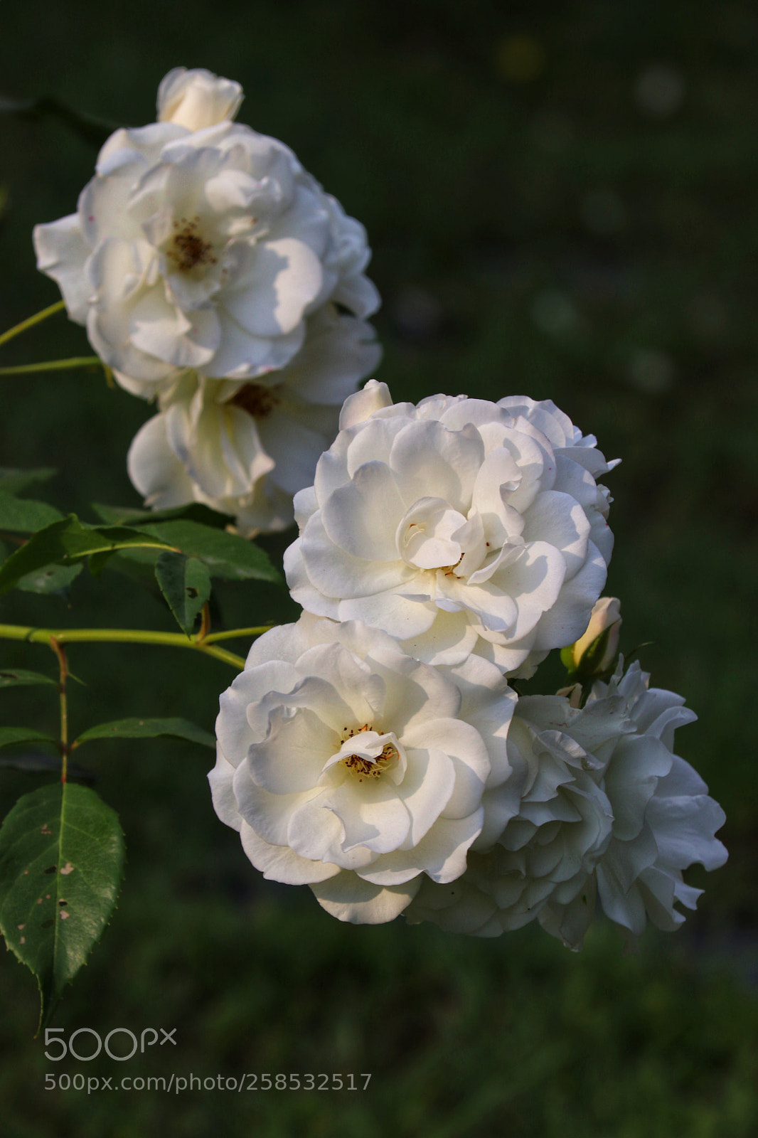 Canon EOS 800D (EOS Rebel T7i / EOS Kiss X9i) sample photo. White roses photography