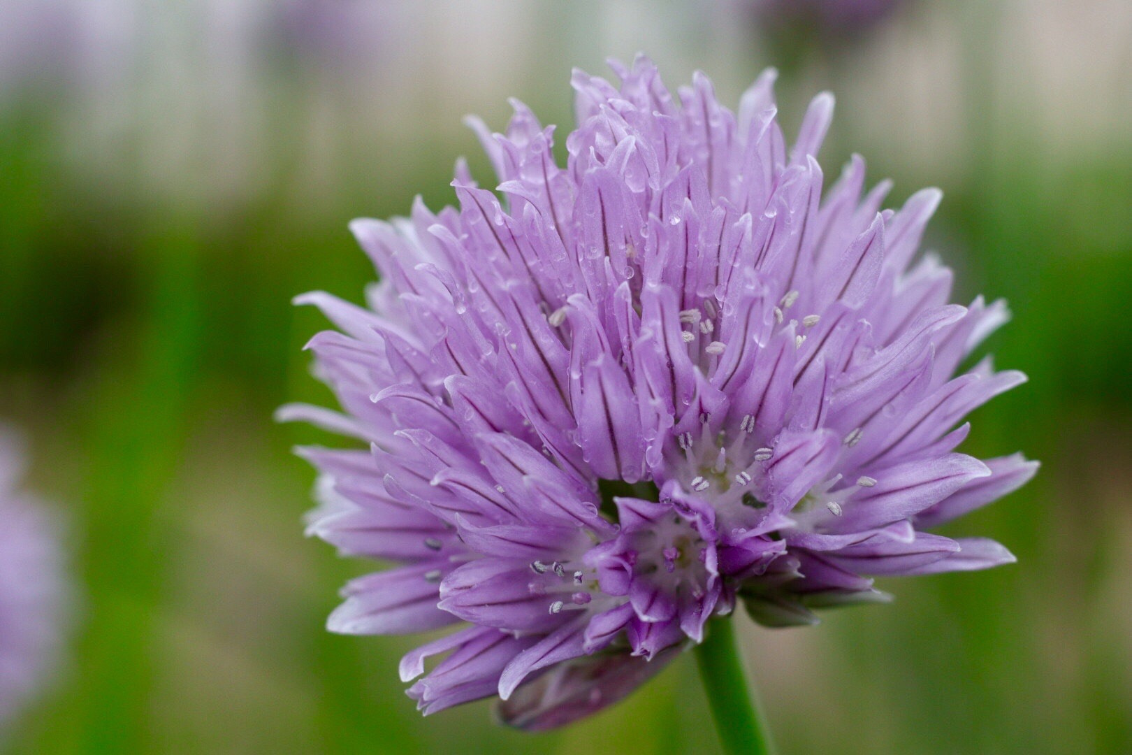 Canon EOS M50 (EOS Kiss M) sample photo. Lilac photography