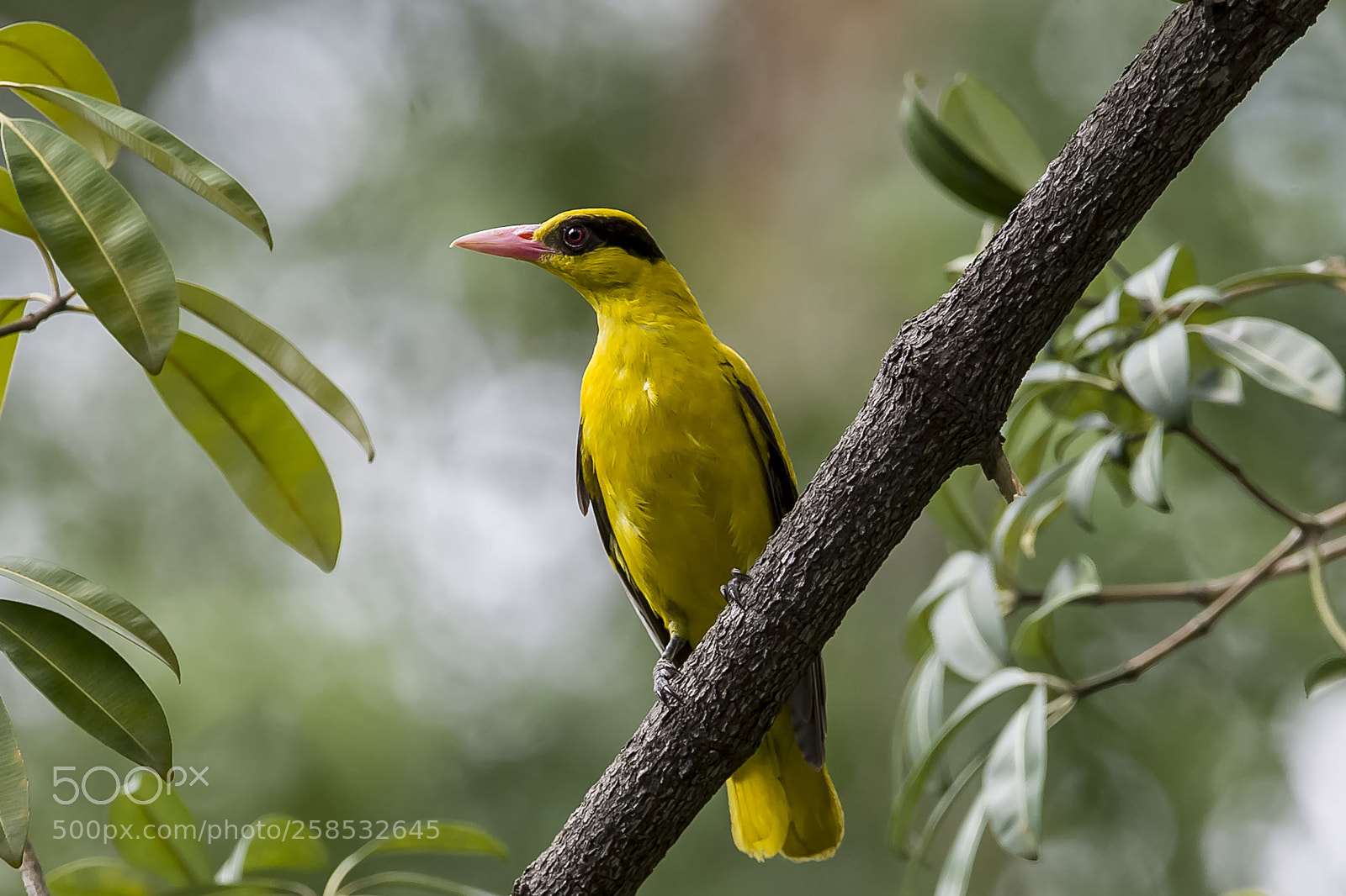 Nikon D4 sample photo. Black naped oriole photography