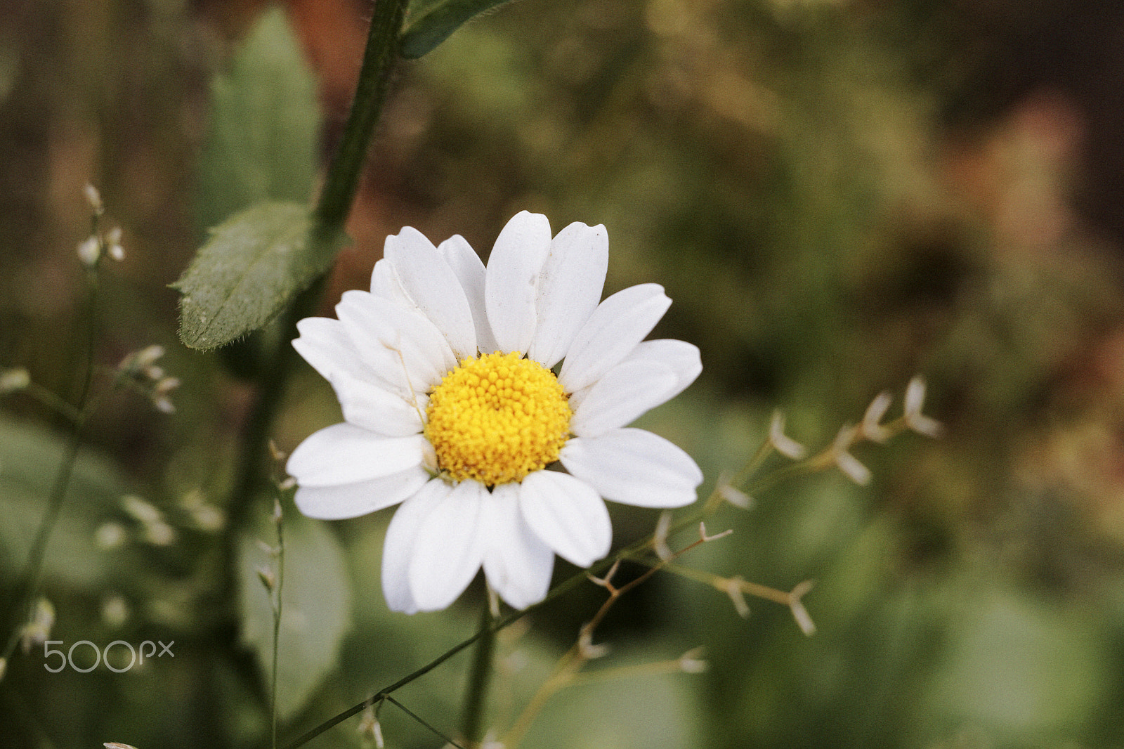 Canon EOS 6D + Canon EF 35-80mm f/4-5.6 sample photo. C photography