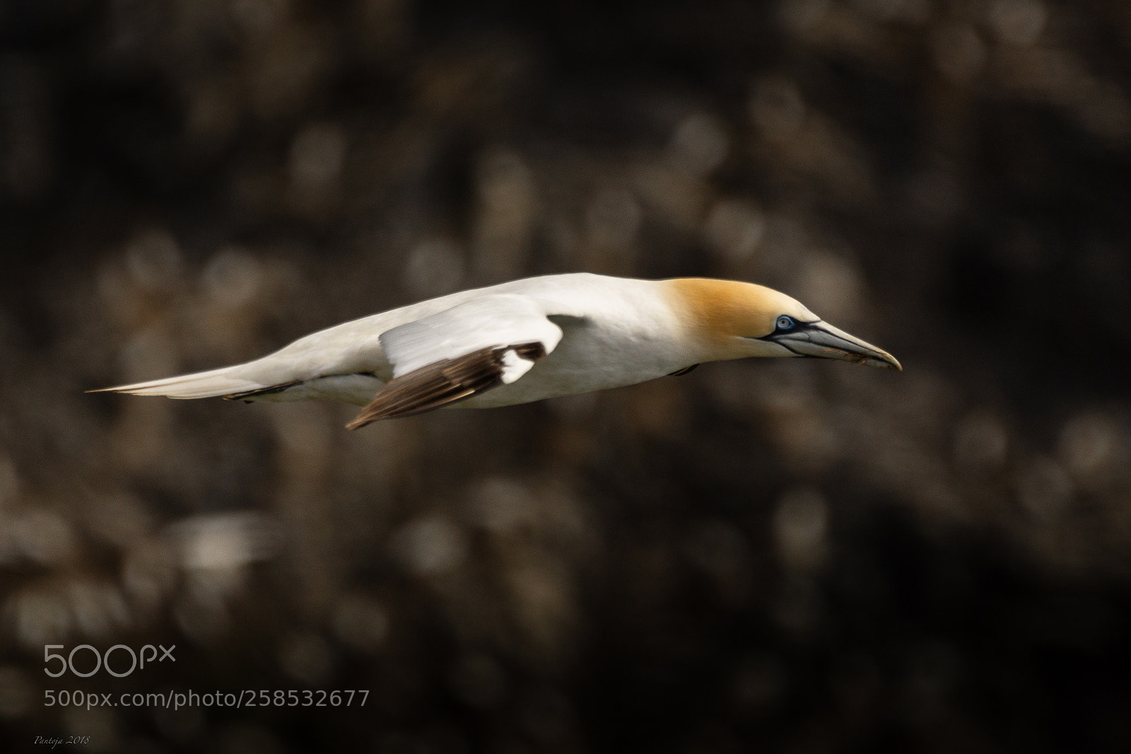 Sony SLT-A77 sample photo. Gannet photography