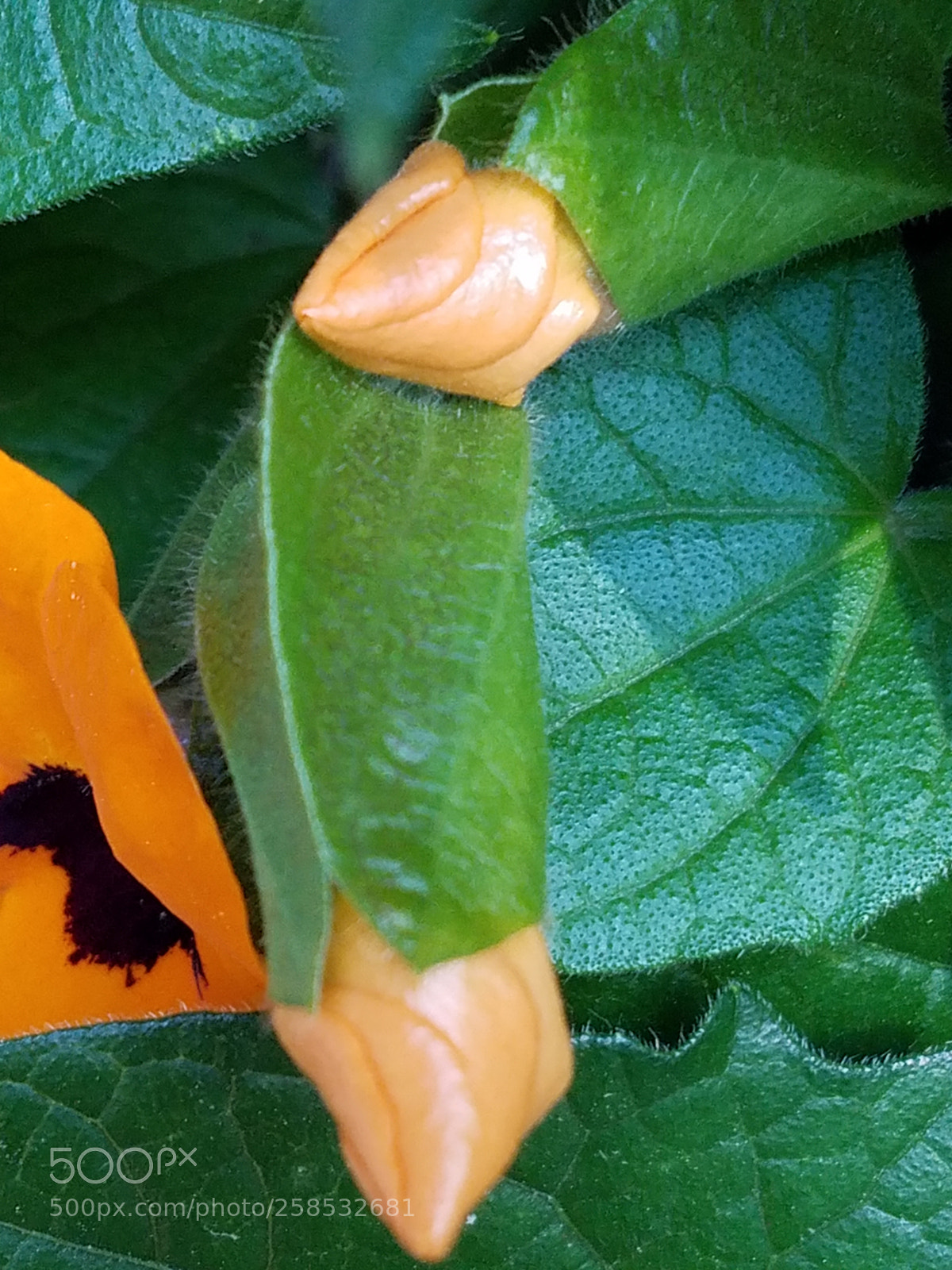 Samsung Galaxy S7 sample photo. Black-eyed susan buds photography