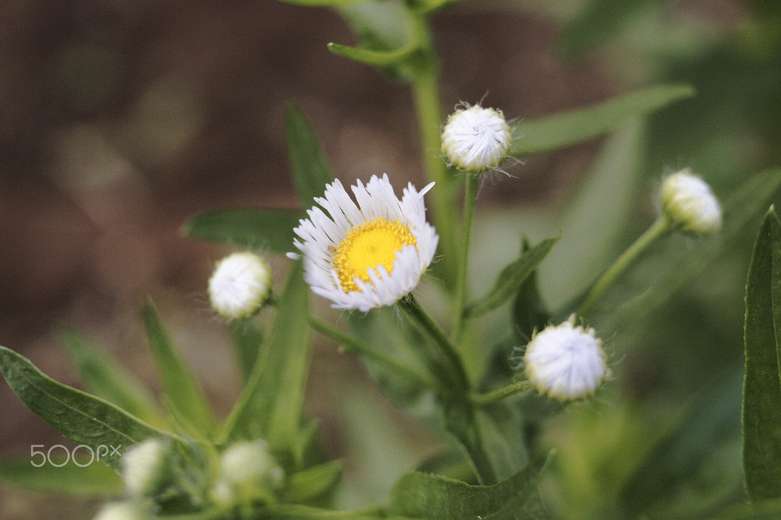 Canon EOS 6D + Canon EF 35-80mm f/4-5.6 sample photo. C photography