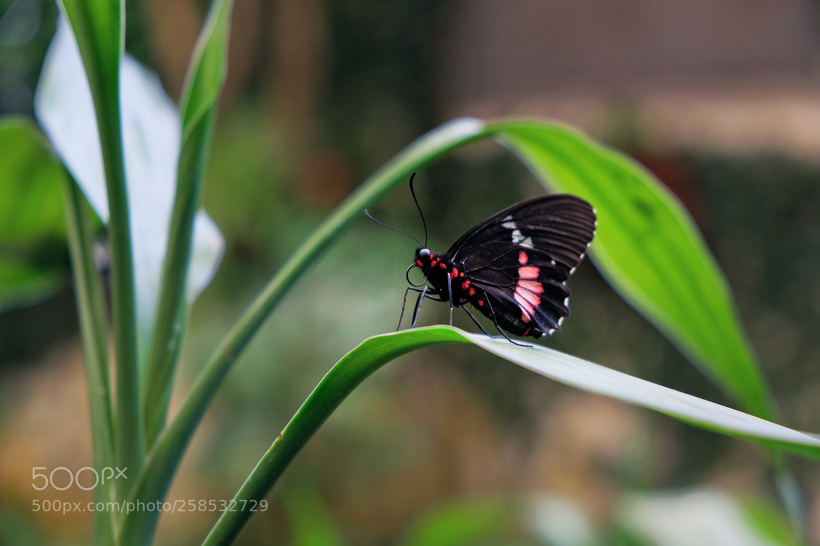 Fujifilm X-T20 sample photo. Butterfly photography