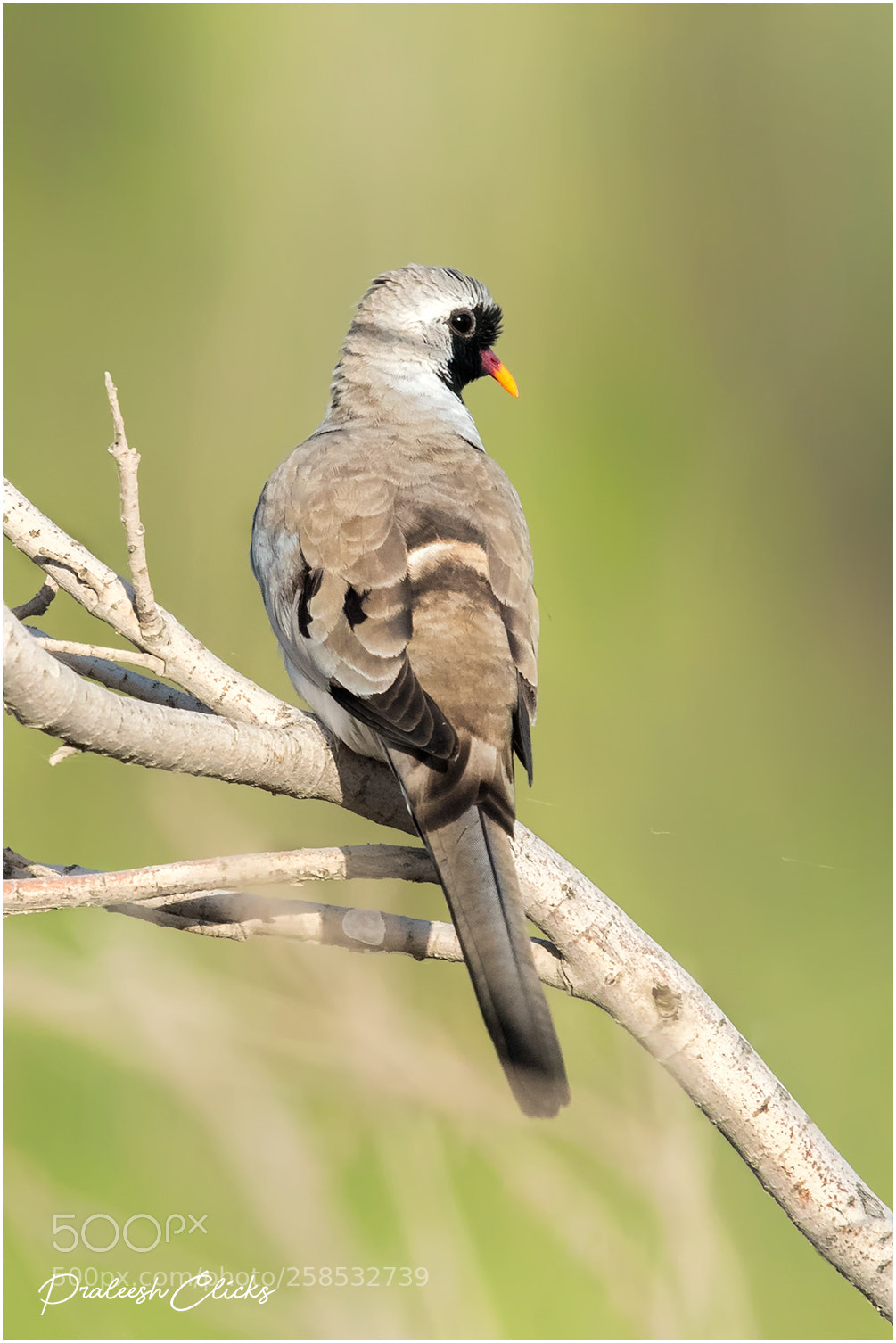 Nikon D500 sample photo. Namaqua dove photography
