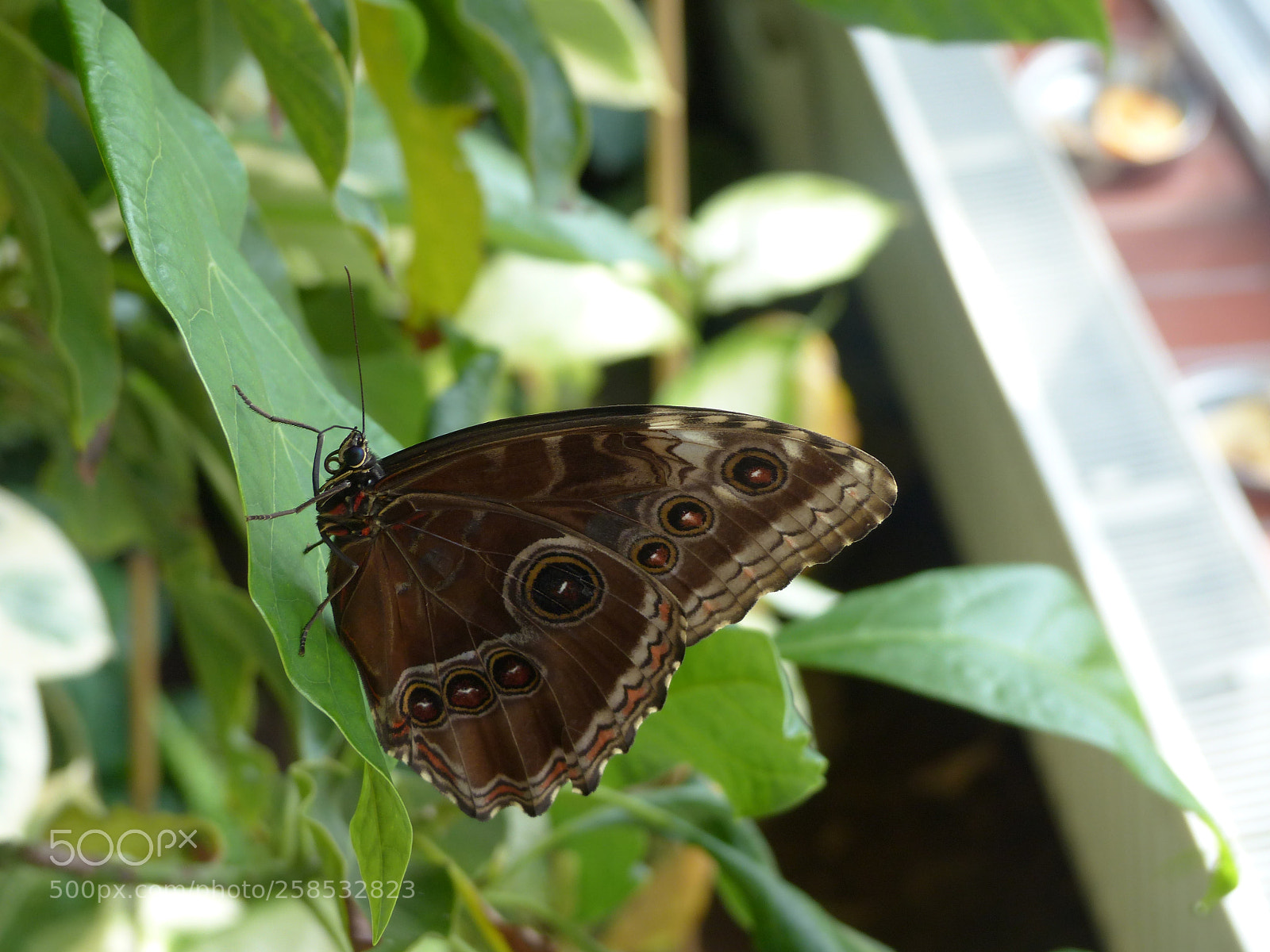 Panasonic Lumix DMC-FZ200 sample photo. So close photography