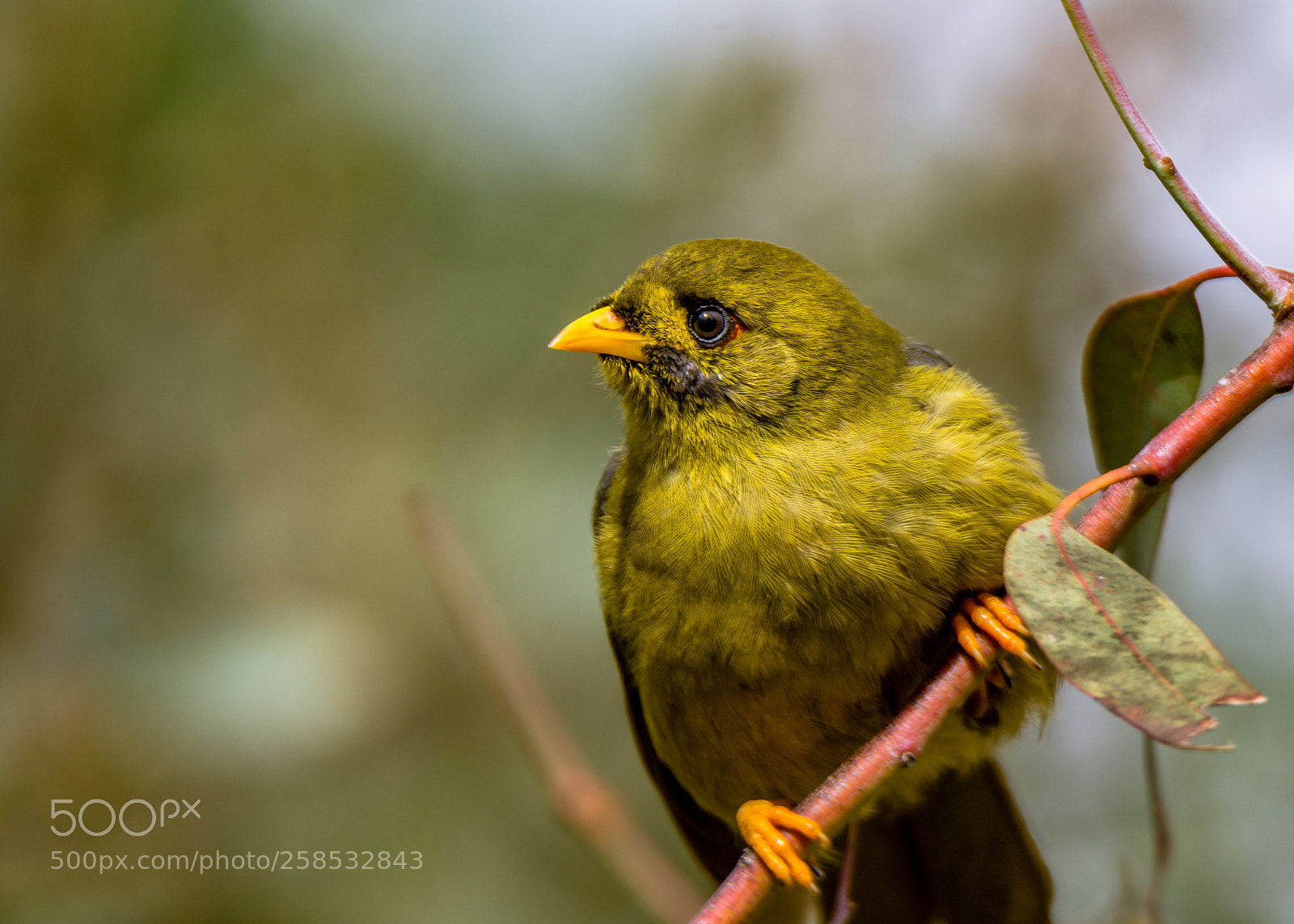 Nikon D7200 sample photo. Bell miner i photography