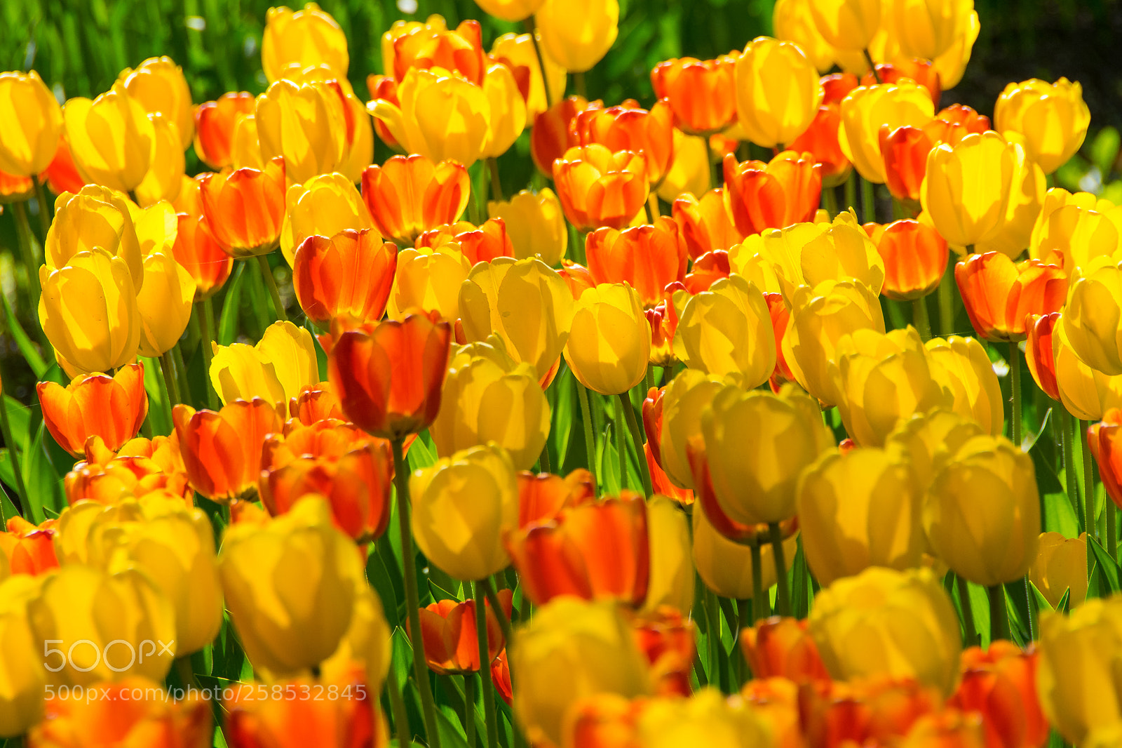 Nikon D3300 sample photo. Tulips party photography