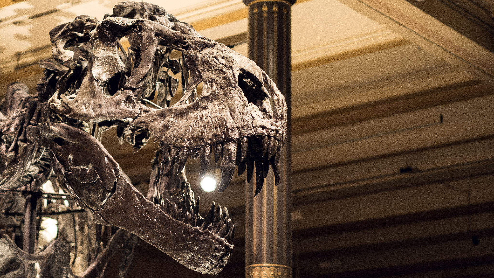 Olympus PEN E-PL8 sample photo. T-rex tristan in the natural history museum berlin i photography