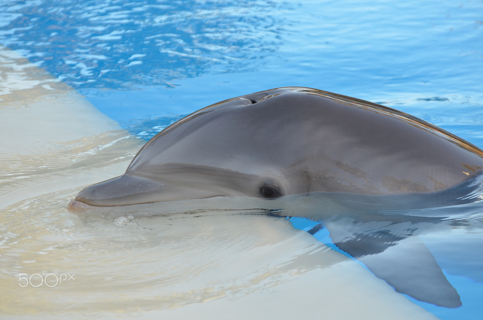 Nikon D5100 sample photo. Dolphin smiiling photography