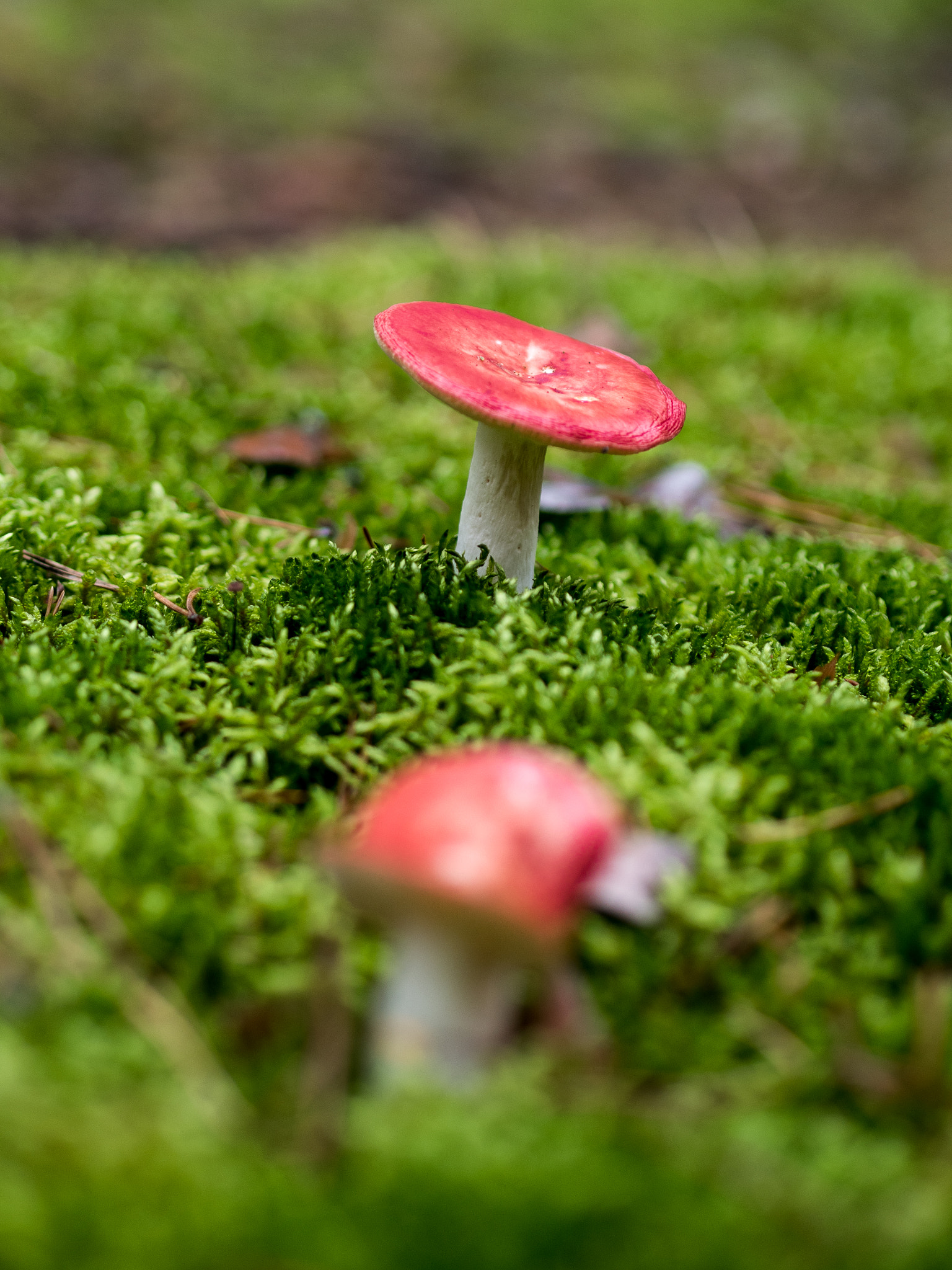 Olympus PEN E-PL8 sample photo. Hi, little friend. photography