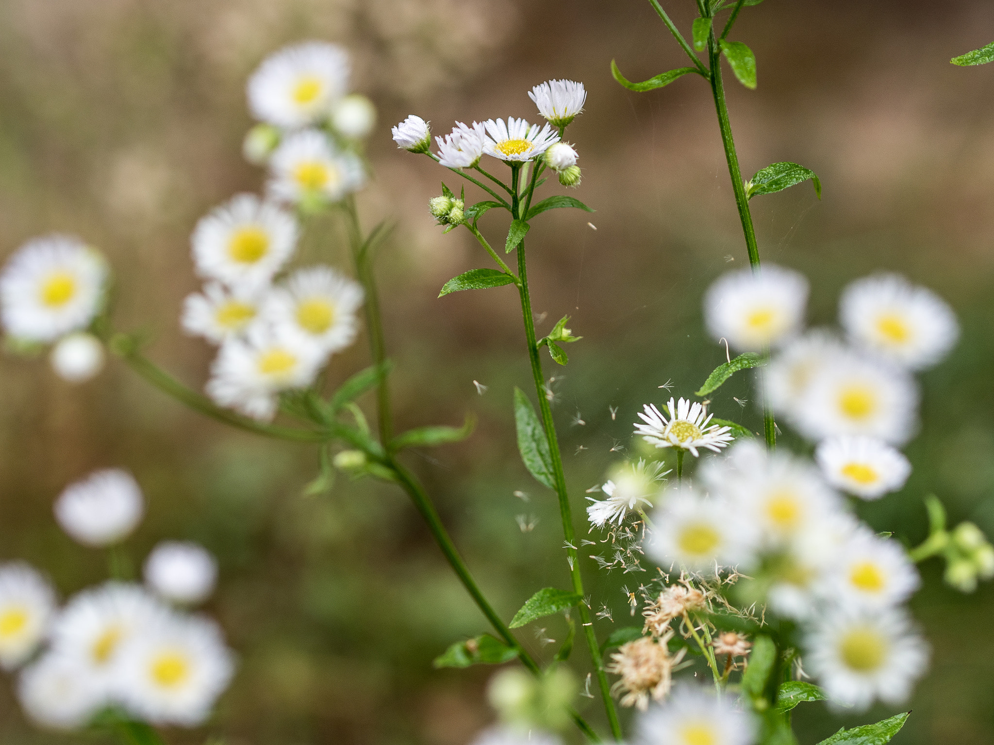 Olympus PEN E-PL8 sample photo. Petite flowers photography