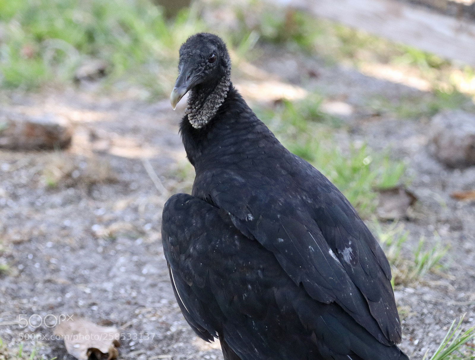Canon EOS 80D sample photo. Black vulture  photography