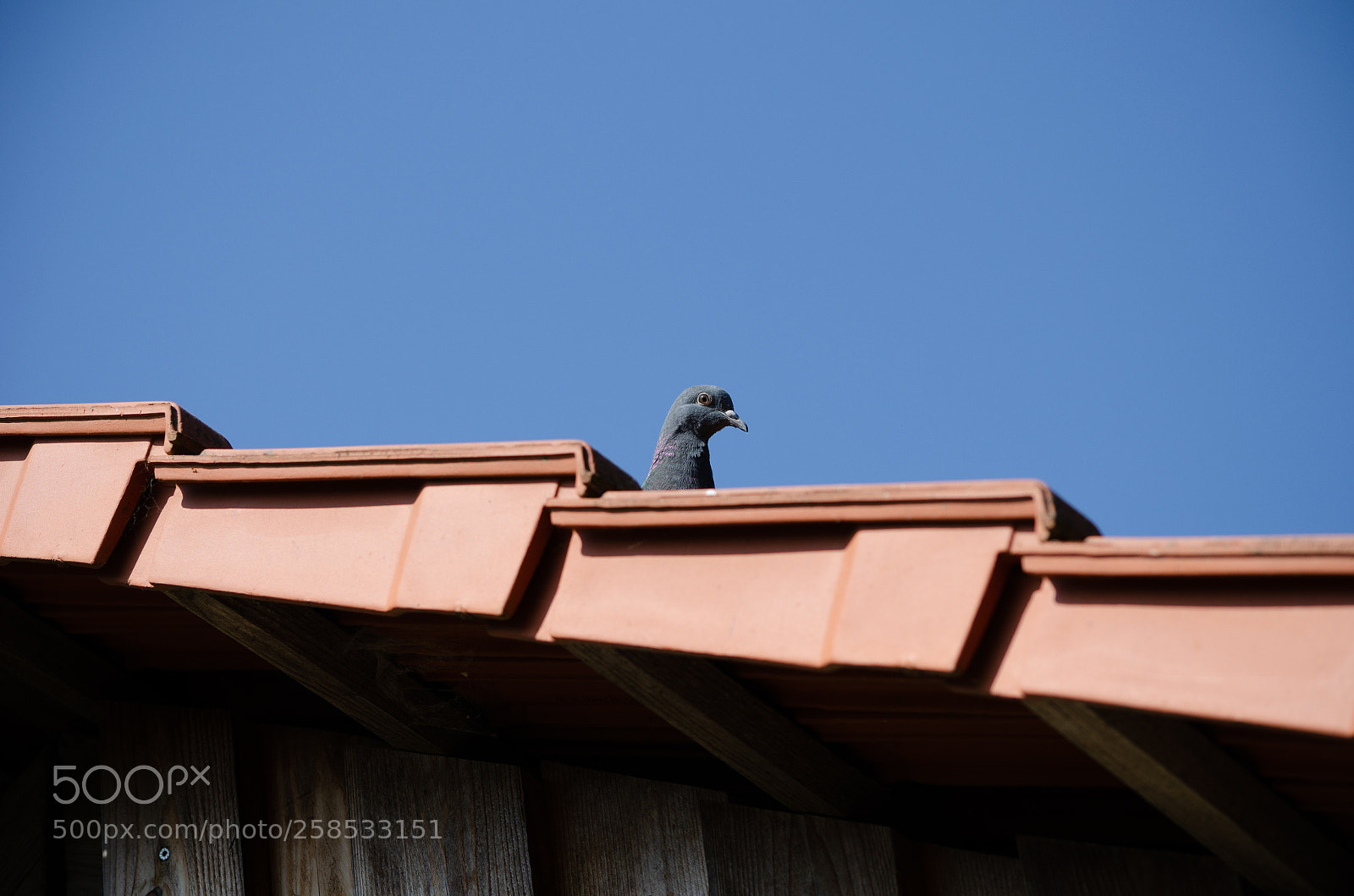 Nikon D5100 sample photo. Looking at you #3 photography