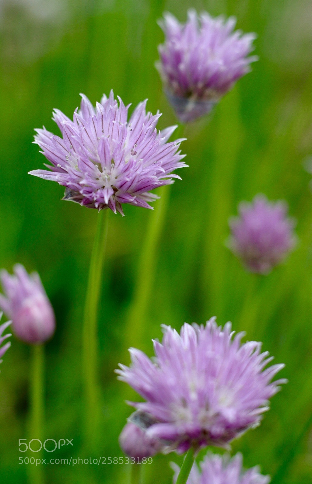 Canon EOS M50 (EOS Kiss M) sample photo. Lilac & green photography