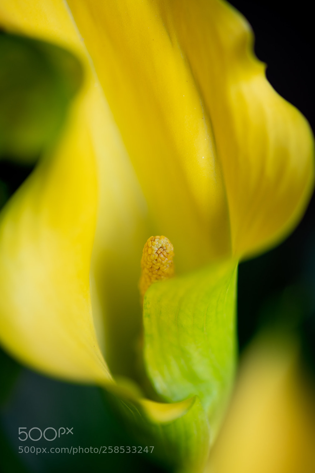 Pentax K-1 sample photo. Yellow calla photography