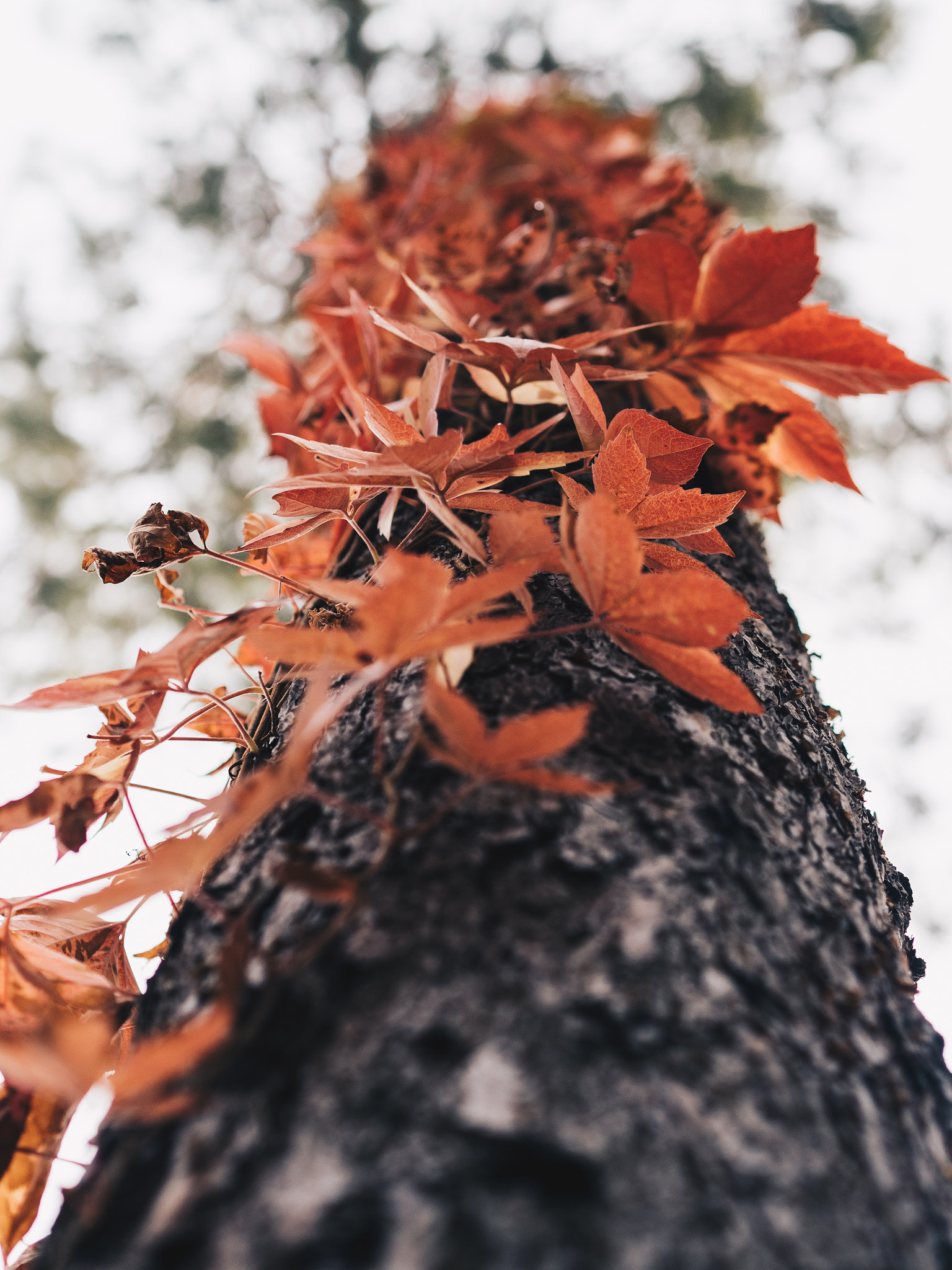 Olympus PEN E-PL8 sample photo. Up photography